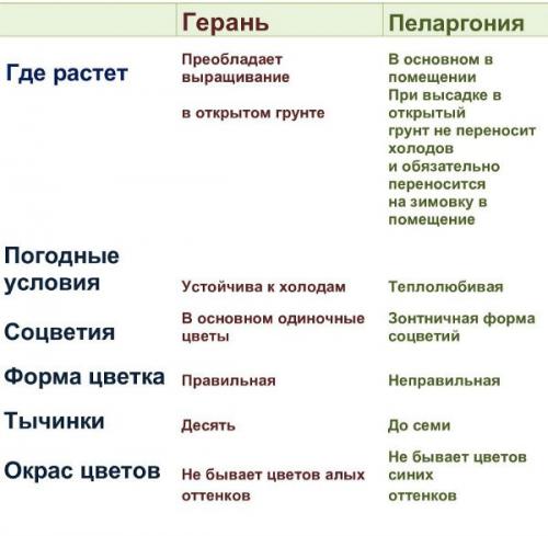 Синяя пеларгония. Отличие садовой герани от комнатной (пеларгонии)