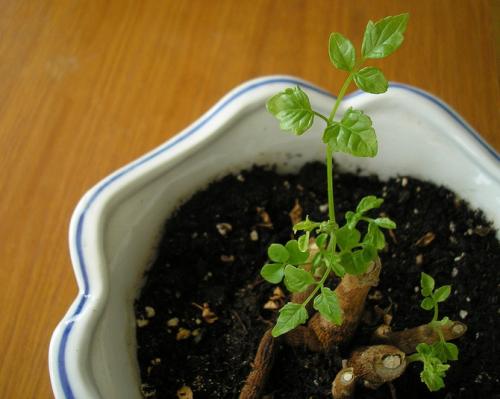 Радермахера синика. Радермахера