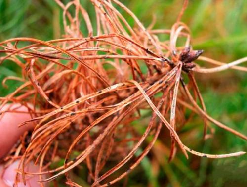 Болезни хвойных белый налет. Белый налет, желтая хвоя, усыхающие ветви: как бороться с болезнями сосны