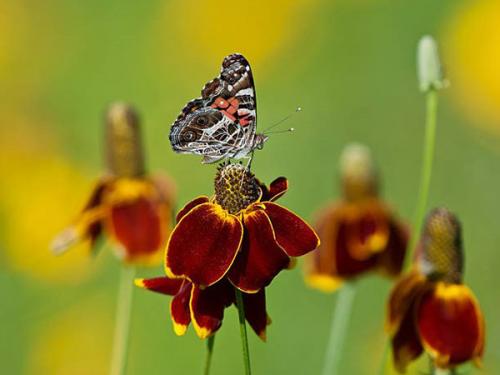 Ратибида в цветнике. Необыкновенная ратибида колоновидная на дачном участке