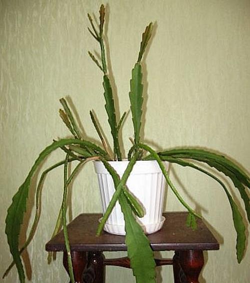 Эпифиллум не растет. Почему не цветет эпифиллум: возможные причины отсутствия бутонов