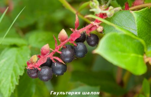 Гаультерия