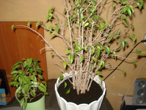 Как сделать пышную крону для фикуса Бенджамина. Как обрезать фикус Бенджамина: способы формирования кроны