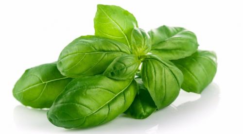 Чабер розмарин. Как правильно использовать пряные травы