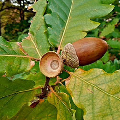 Как вырастить дуб в саду. Дуб на садовом участке: как правильно посадить и ухаживать