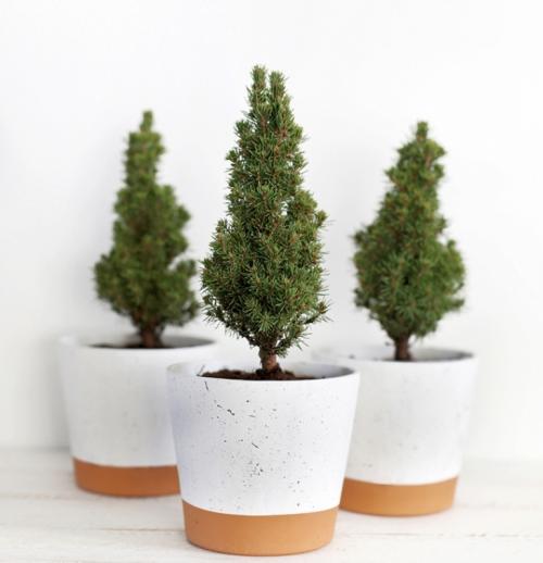 Пихта в горшке сохнет. Пихта домашняя в горшке