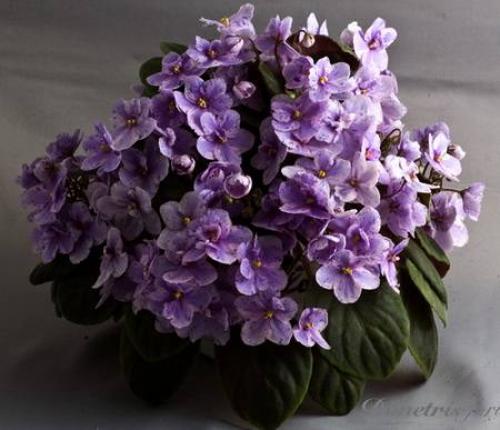 Почему у фиалки цветы под листьями. 