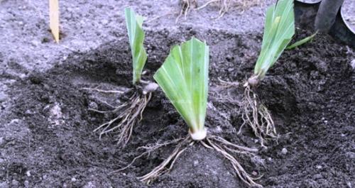 Как часто поливать лилейники. Посадка лилейника в саду