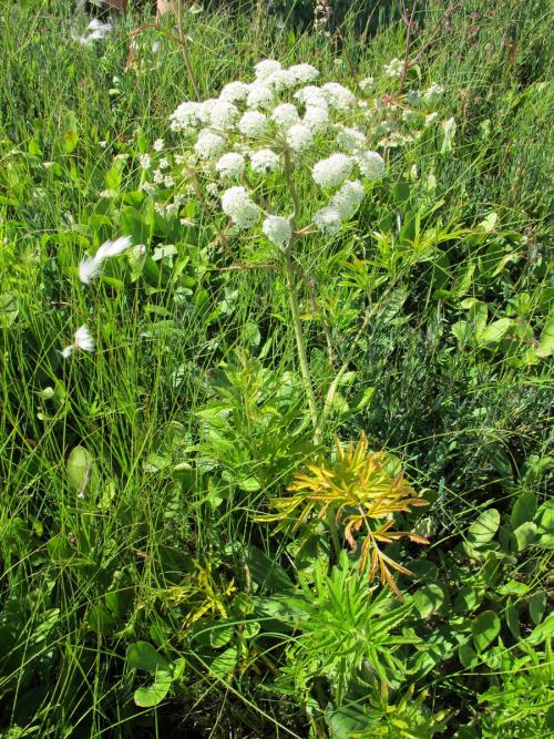 Растение похожее на борщевик. С чем можно спутать борщевик Сосновского?