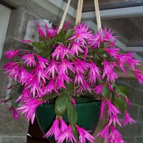 Хатиора розовая. Виды хатиоры и фото комнатного цветка в период цветения