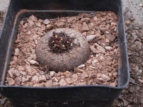 Посадка цикламена клубнями. Особенности посадки цикламена