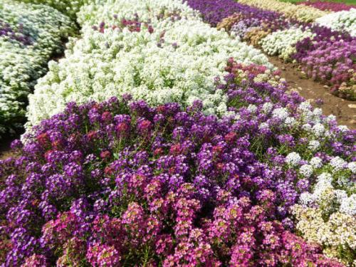 Однолетние цветы подзимний посев. Подзимние посевы цветов