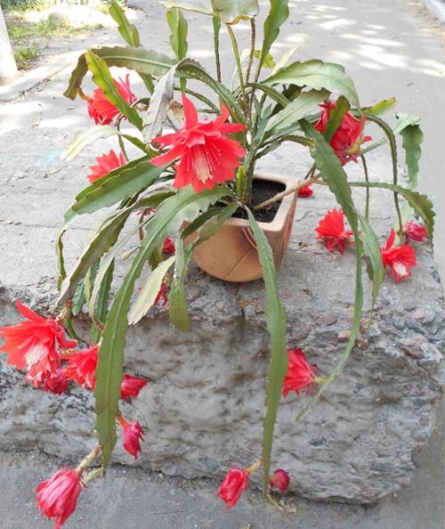 Эпифиллум не растет. Почему не цветет эпифиллум: возможные причины отсутствия бутонов