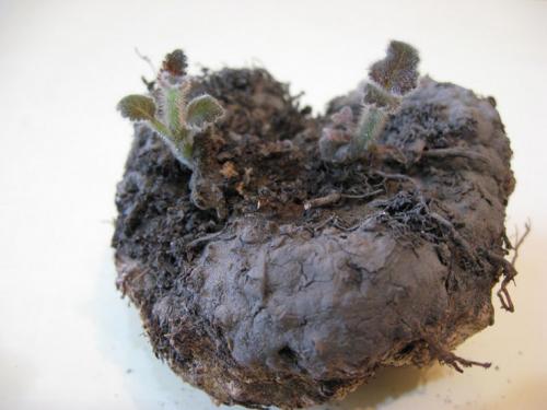 Пересадка глоксинии