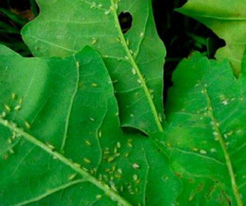 Чернеют листья у гортензии садовой. Борьба с вредителями