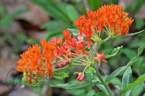 Ваточник сирийский в парфюмерии. Ваточник (Asclepias)