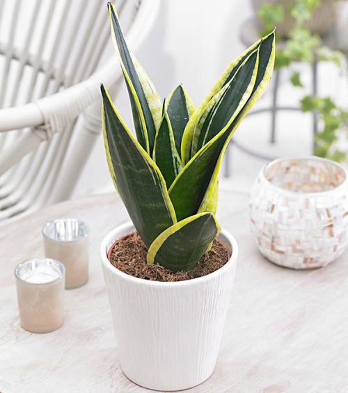 Сансевиерия с желтым краем. Сансевиерия трехполосная