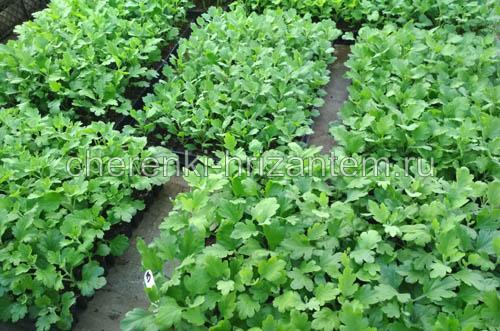 Хризантема крупноцветковая каталог. Хризантема