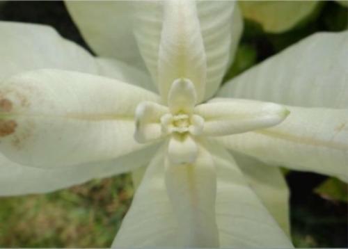 Как избавиться от ваточника сирийского. Как бороться с ваточником сирийским?