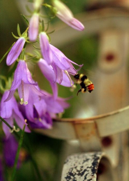 Колокольчик рапунцель съедобный. 
