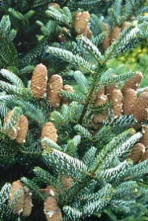 Ель корейская посадка. Пихта корейская — посадка и уход