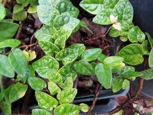 Фикус низкорослый. Фикус карликовый