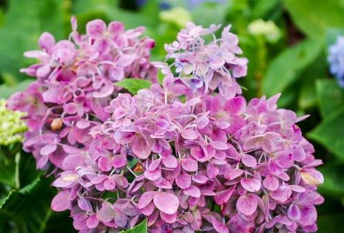 Почему у гортензии коричневеют цветы. Причины почернения листьев гортензии – пошаговая инструкция по лечению