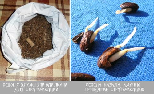 Кизил выращивание. Размножение семенами