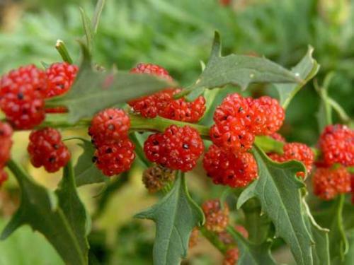 Редкие огородные культуры. Какие редкие овощи посадить на огороде?