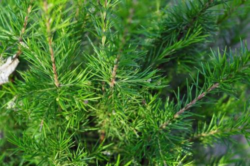 Гревиллея можжевеловая. Гревиллея