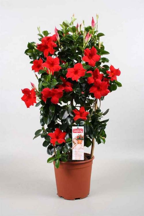 Дипладения формирование куста. Цветущая лиана дипладения: секреты выращивания и ухода