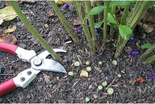 Обрезка флоксов весной. Как правильно обрезать флоксы после цветения – практическое руководство для новичков