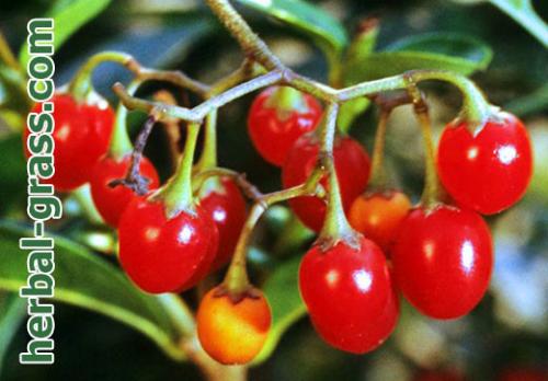 Паслен сладко-горький соцветие. Паслен — полезные свойства