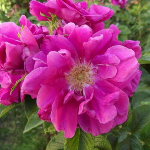 Шиповник морщинистый кустарник. Шиповник садовый морщинистый: фото и описание сортов