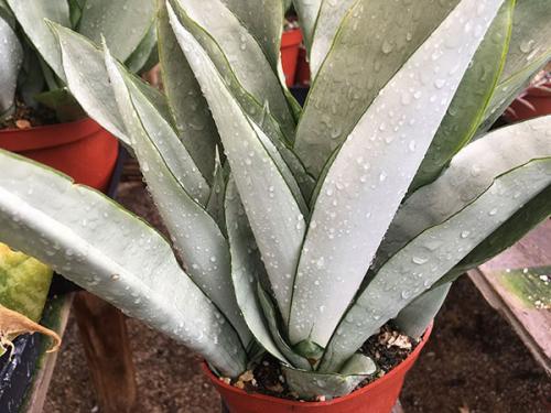 Сансевиерия с желтым краем. Сансевиерия трехполосная