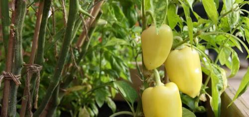 Чем подкормить перец в августе. Как подкармливать перцы в теплице