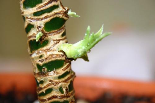 Как сделать драцену пушистой. Как правильно обрезать драцену, чтобы получить красивое растение