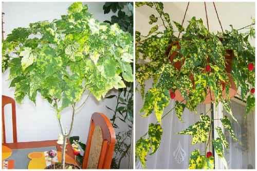 Абутилон: виды растения, правила выращивания и ухода