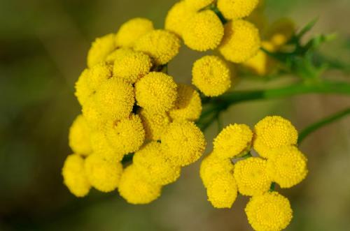 Пижма это культурное растение. Пижма - велесова трава: полезная и декоративная
