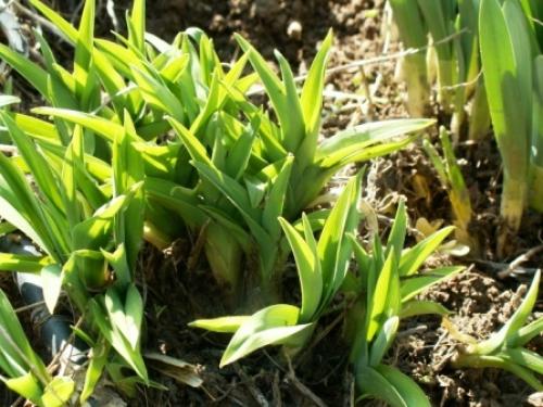 Чем весной подкормить лилейники. Когда и как подкармливать лилейники