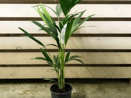 Ховея Форстера. Необходимые условия для выращивания