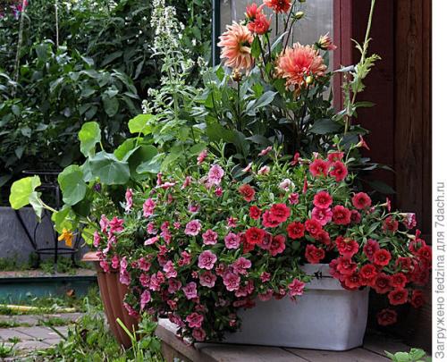 Калибрахоа лучшие сорта. Махровая калибрахоа