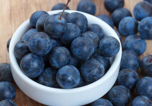 Слива колючая или терна. Терн (Терновник) — все о колючей сливе