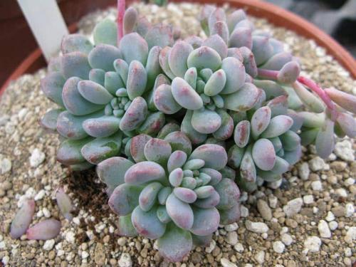Эхеверия миранда. Виды эхеверий для комнатного цветоводства