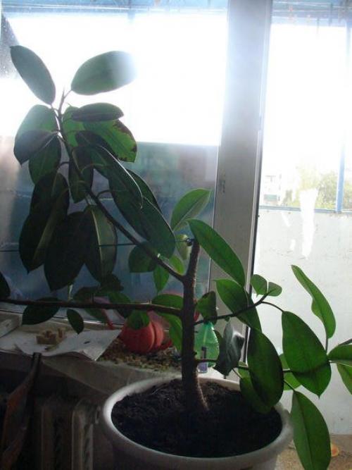 Фикус черные пятна на листьях. У фикуса тёмные пятна на листьях. Что делать?