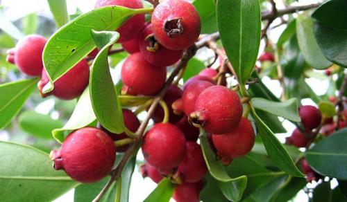 Псидиум земляничный. Гуава Кеттли или земляничная гуава особенности выращивания