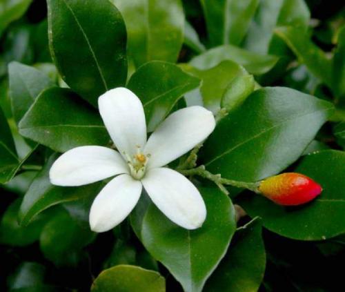 Муррайя паникулята. Муррайя описание и фото разных видов