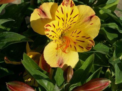 Экзотические садовые цветы. Экзотические растения в наших садах