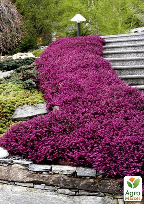 Эрика травянистая "Крамерс Роут" (Kramer`s Rote) P11 1 саженец в упаковке