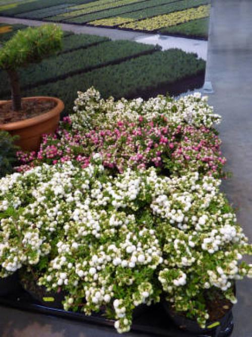 Пернеттия комнатная. Гаультерия, или пернеттия остроконечная